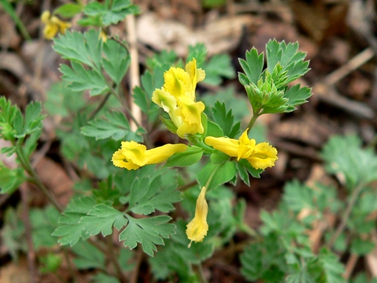 {Corydalis flavula}